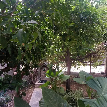 With Garden Αμάρυνθος